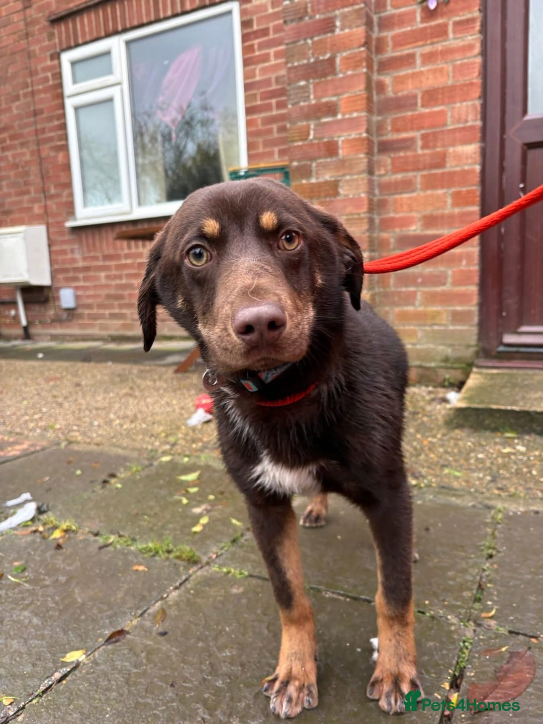 Mixed Breed dogs for adoption: Bruno - Norwich Norfolk  - Advert 6