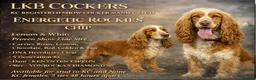 Cocker Spaniel dogs for sale: Stunning cocker spaniel puppies in Hartlepool - Advert 5