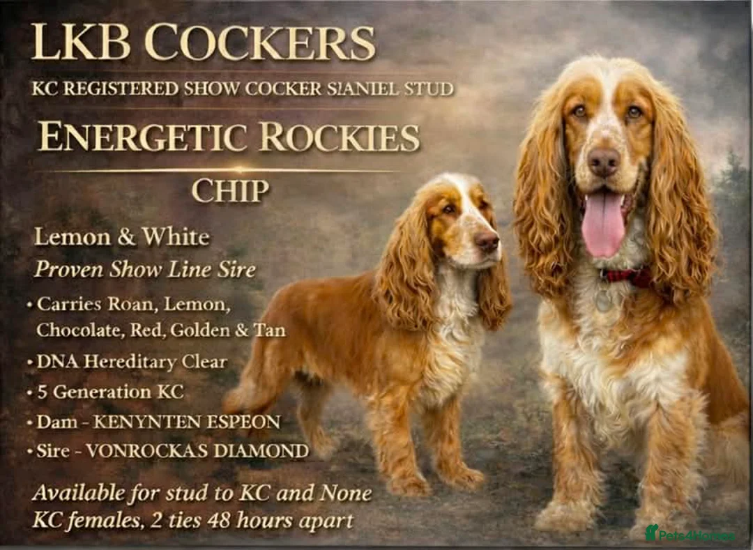 Cocker Spaniel dogs for sale: Stunning cocker spaniel puppies in Hartlepool - Advert 5