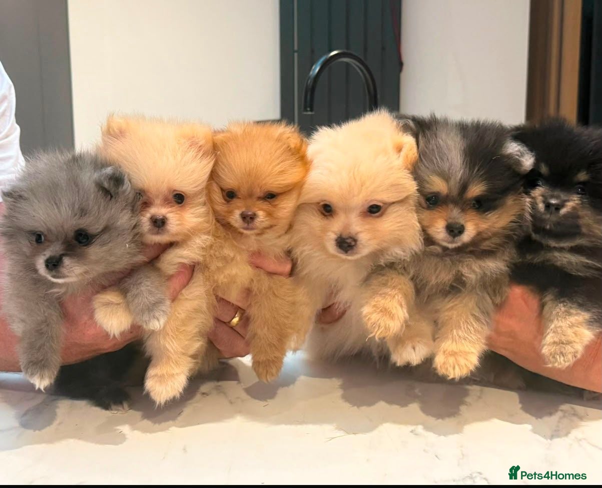 Pomeranian dogs Champion bloodlines KC registered Pomeranians - Advert 1