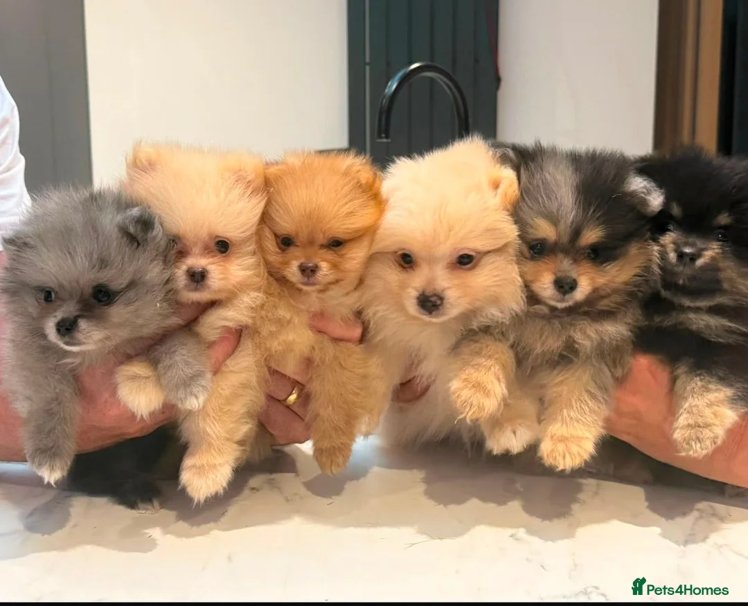 Pomeranian dogs for sale: Champion bloodlines KC registered Pomeranians - Advert 1