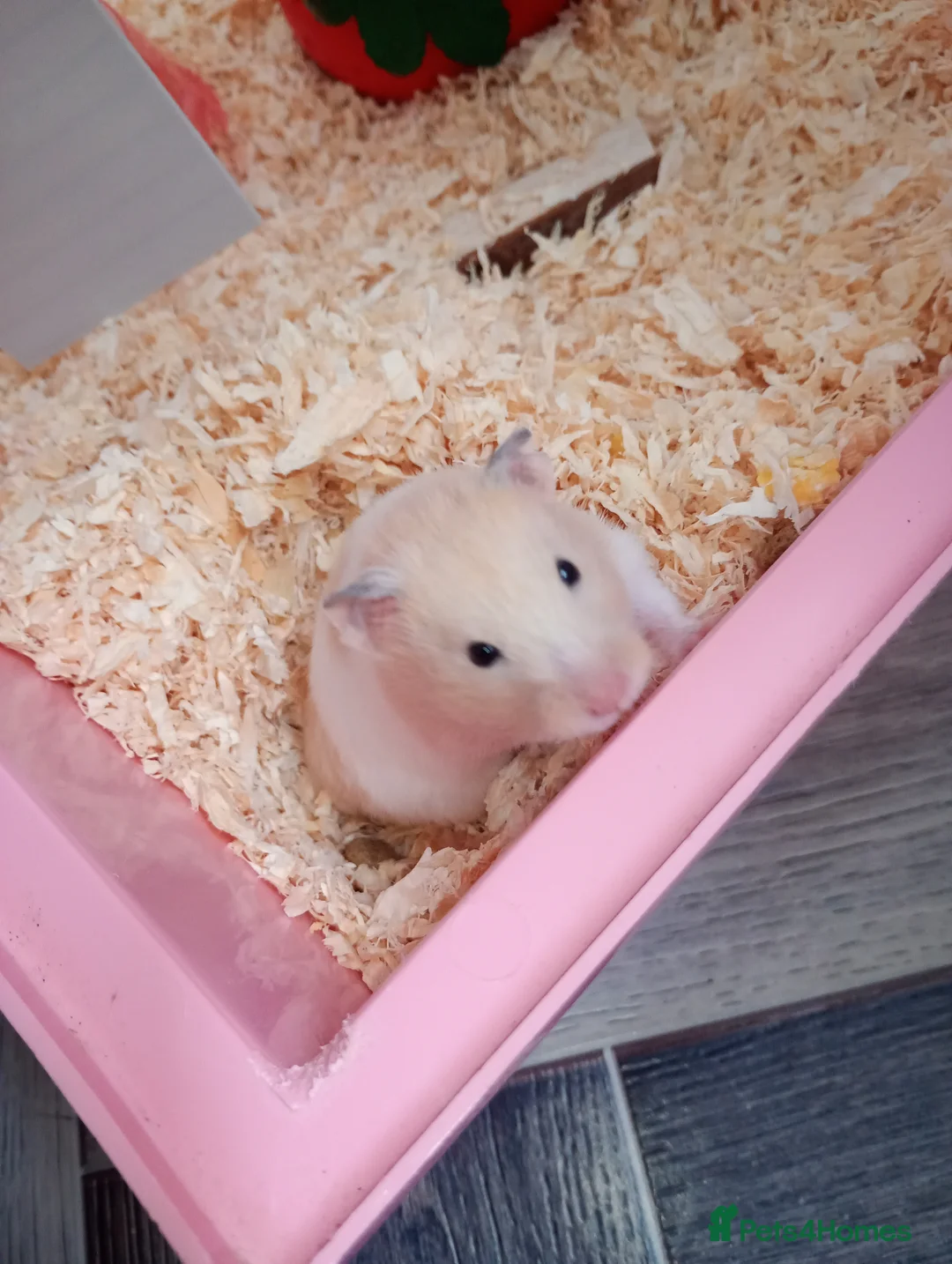Hamster rodents for sale: Baby hamster and cage for sale  - Advert 2