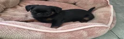 Griffon Bruxellois dogs for sale: Gorgeous griffs - Advert 9