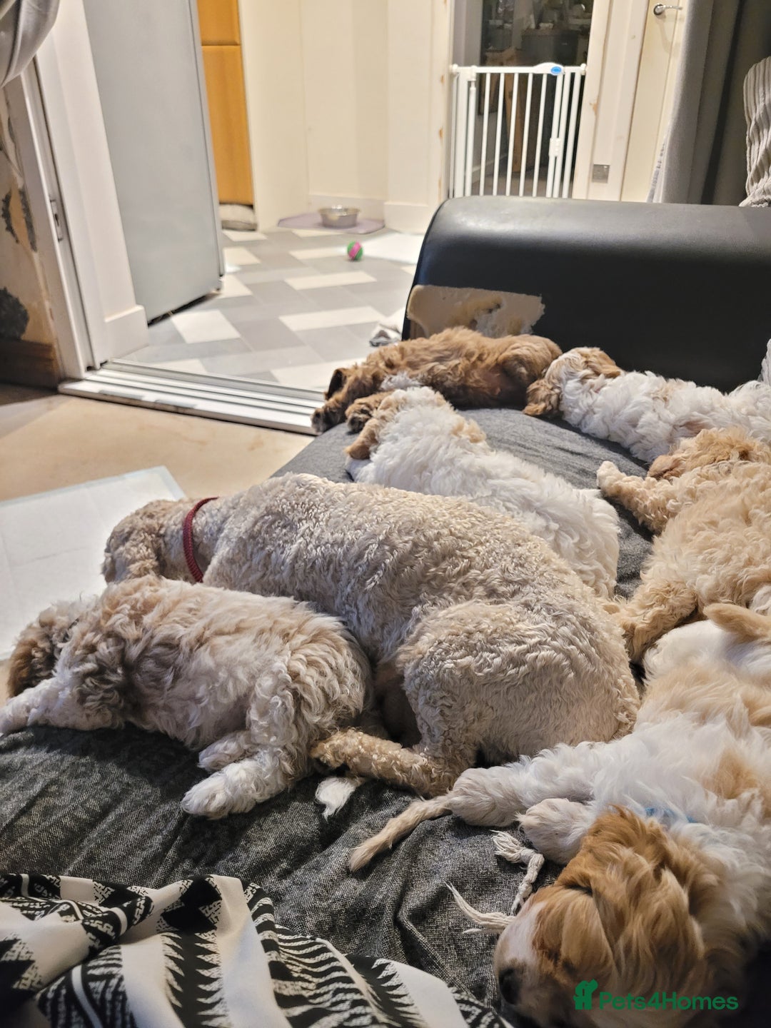 Mixed Breed dogs for sale: Gorgeous Cavapoochon Puppies - Image 13