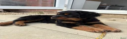 Rottweiler dogs for sale: Fluffy Rottweiler  - Advert 21