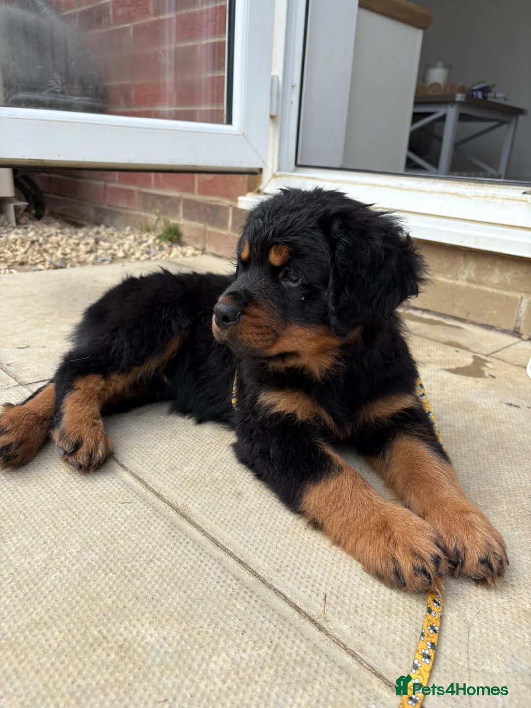 Rottweiler dogs for sale: Fluffy Rottweiler  - Advert 21