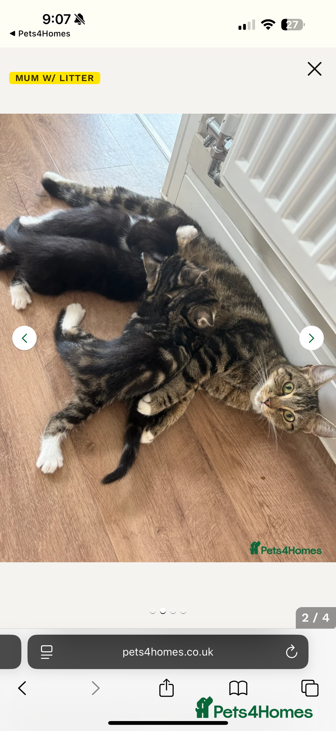 British Shorthair cats for sale: 2 gorgeous black&white kittens - Image 3