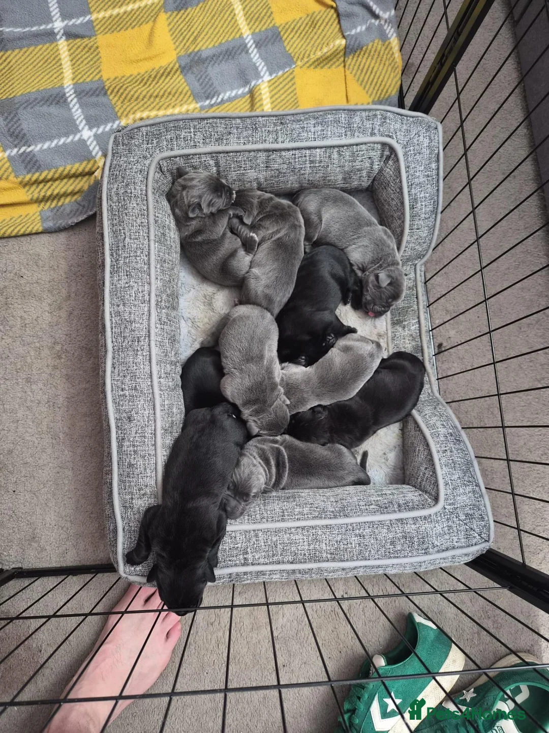 Cane Corso dogs for sale: 🐾 10 BEAUTIFUL CANE CORSO PUPPIES FOR SALE 🐾 - Advert 1