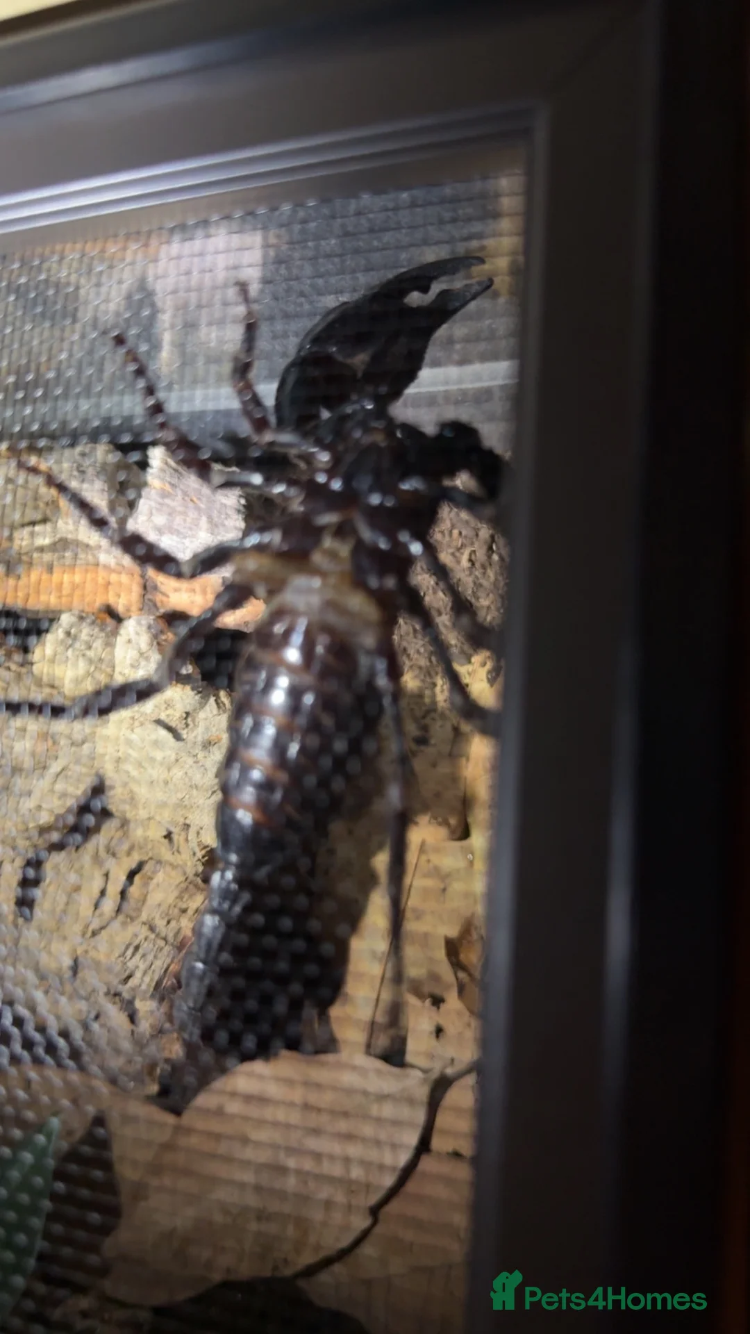 Scorpions invertebrates for sale: Male Asian Forest Scorpion in Woodbridge - Advert 6