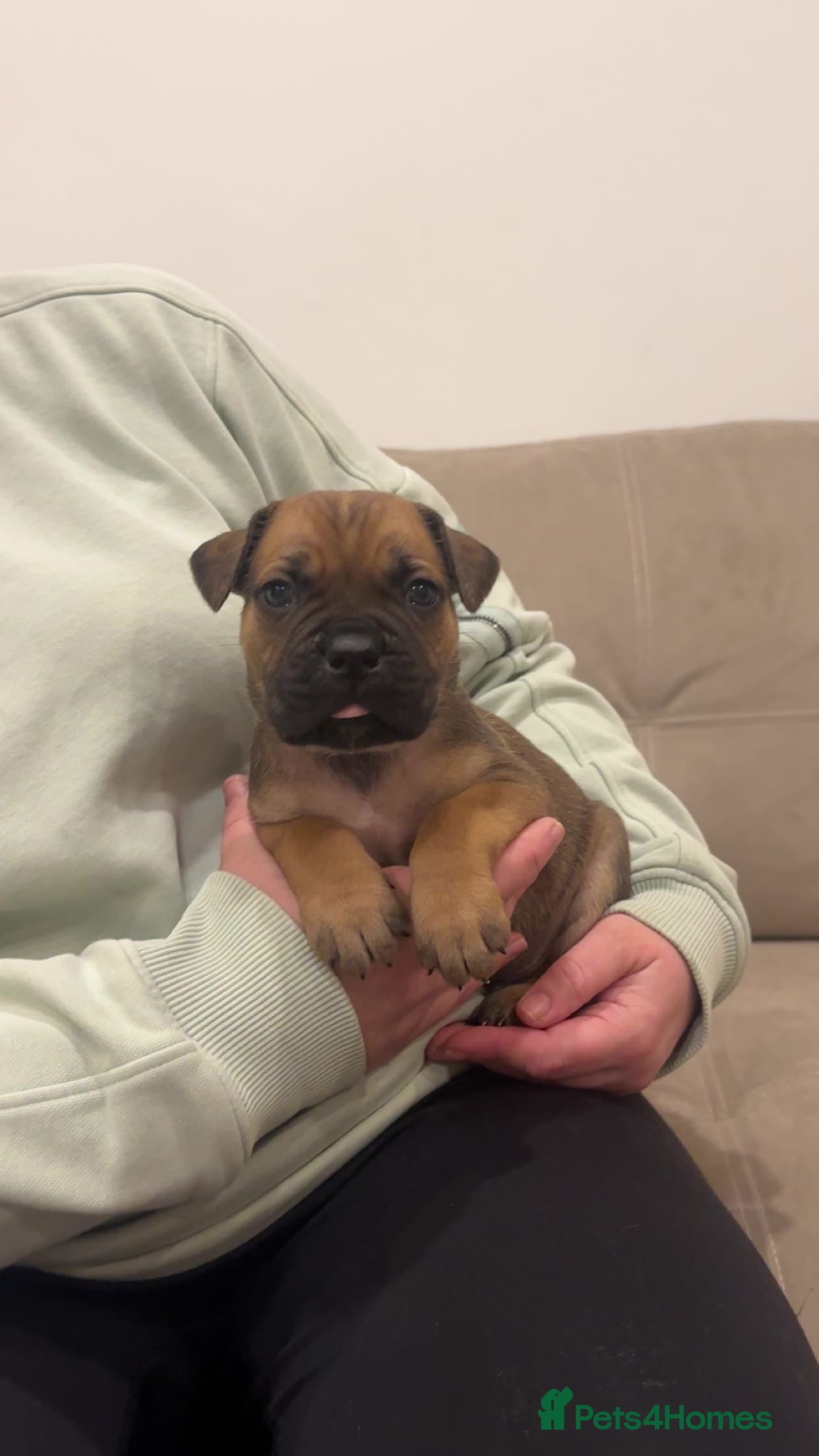 Cane Corso dogs ICF/ICCF Champion 6th GENERATION Cane Corso pups - Advert 13