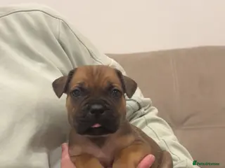 Cane Corso dogs ICF/ICCF Champion 6th GENERATION Cane Corso pups - Advert 13