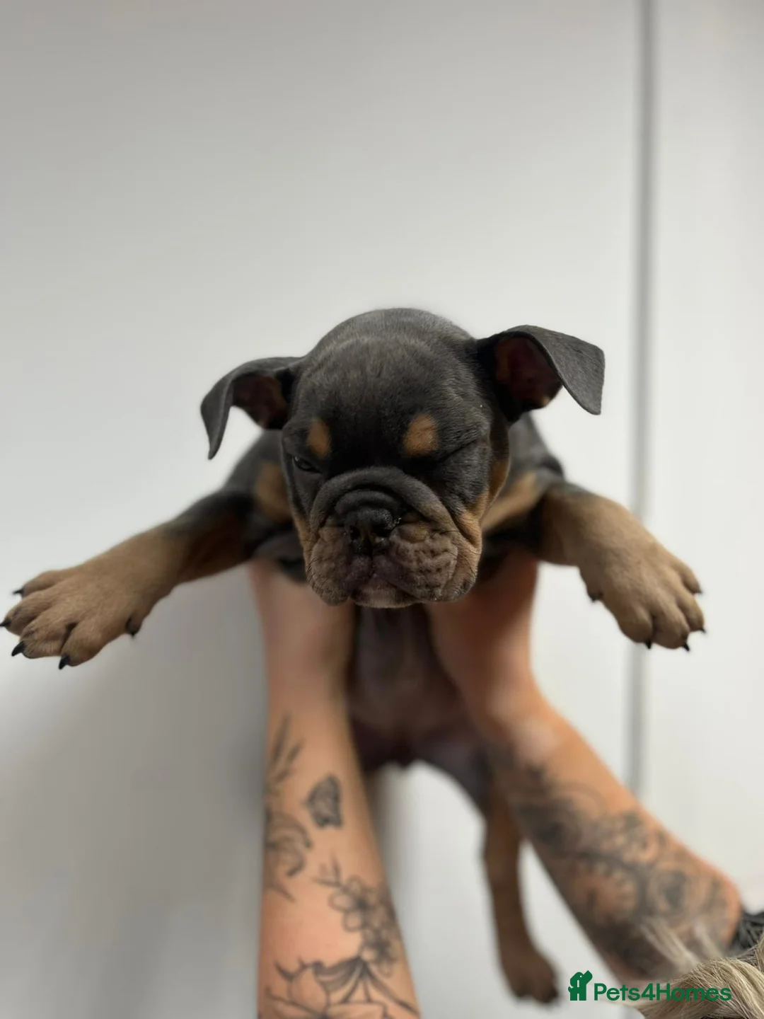 English Bulldog dogs for sale: 2 TOP QUALITY ENGLISH BULLDOG PUPPIES REMAINING  - Advert 13
