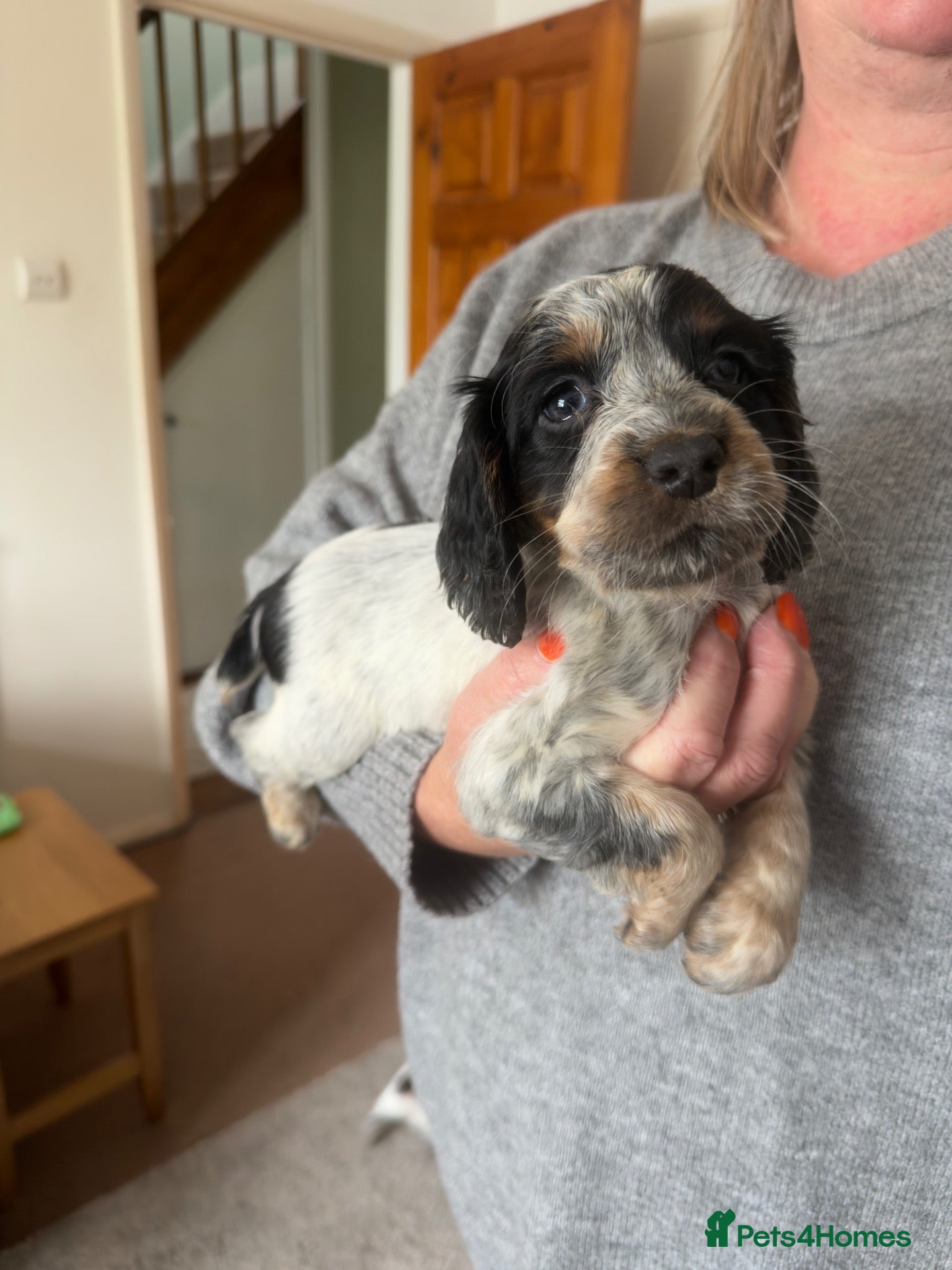 Cocker Spaniel dogs for sale: Last girl Working cocker spaniel puppy ready now  - Advert 3