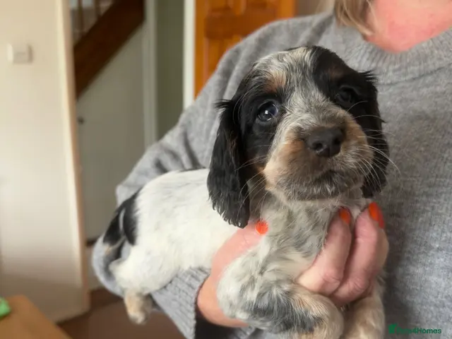 Cocker Spaniel dogs for sale: Last girl Working cocker spaniel puppy ready now - Advert 5