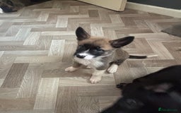 German Shepherd dogs for sale: Czech Shepherd x Akita PUPPIES!!  - Image 1