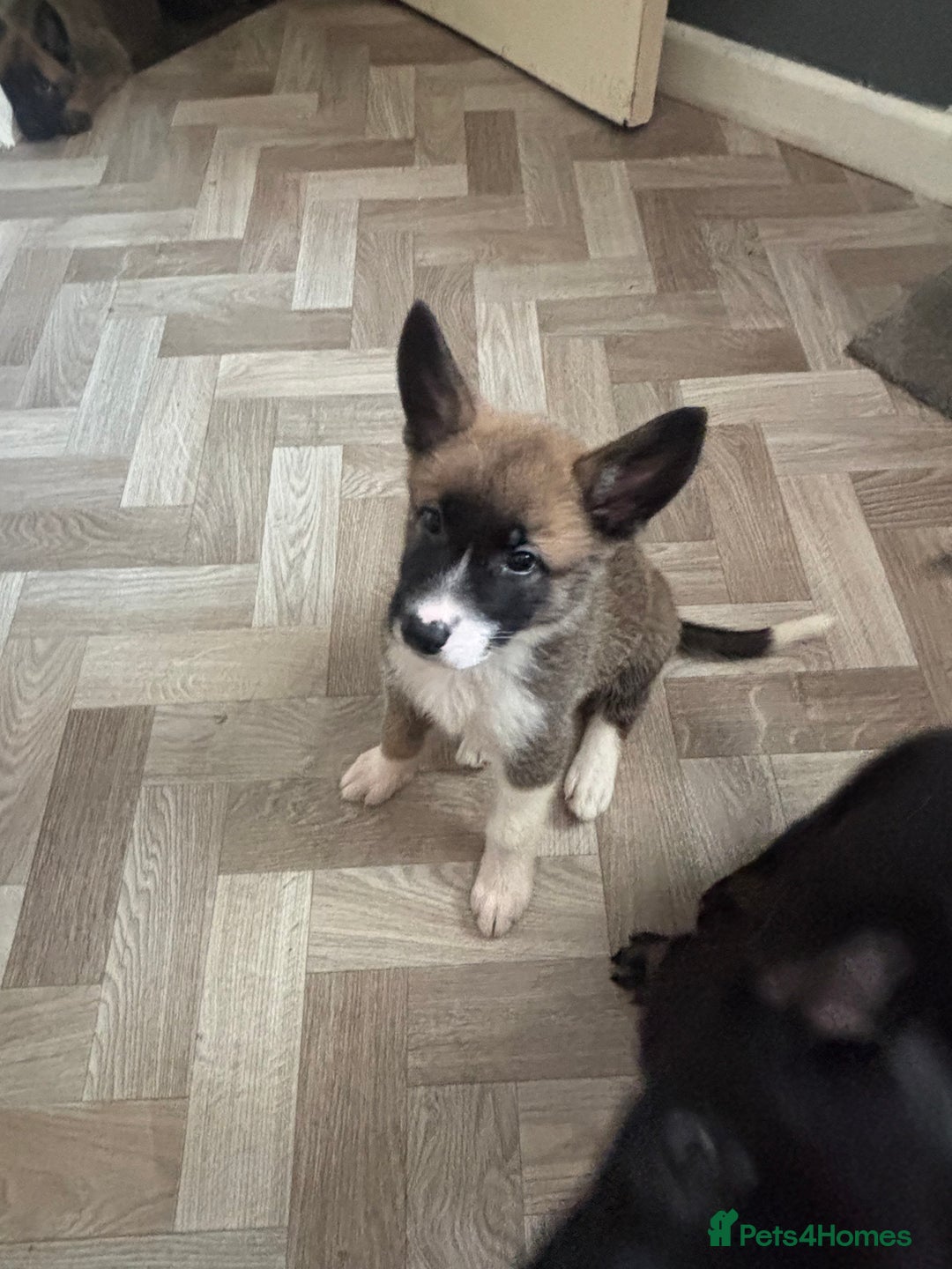 German Shepherd dogs for sale: Czech Shepherd x Akita PUPPIES!!  - Image 1