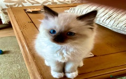 Ragdoll cats for sale: 3 Pedigree Ragdoll Kittens For Sale - Image 5
