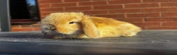 Mini Lop rabbits for sale: 🐰 Adorable Mini Lops 🐰  - Advert 3