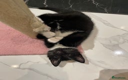 Mixed Breed cats for sale: 2 beautiful girl kittens - Image 3