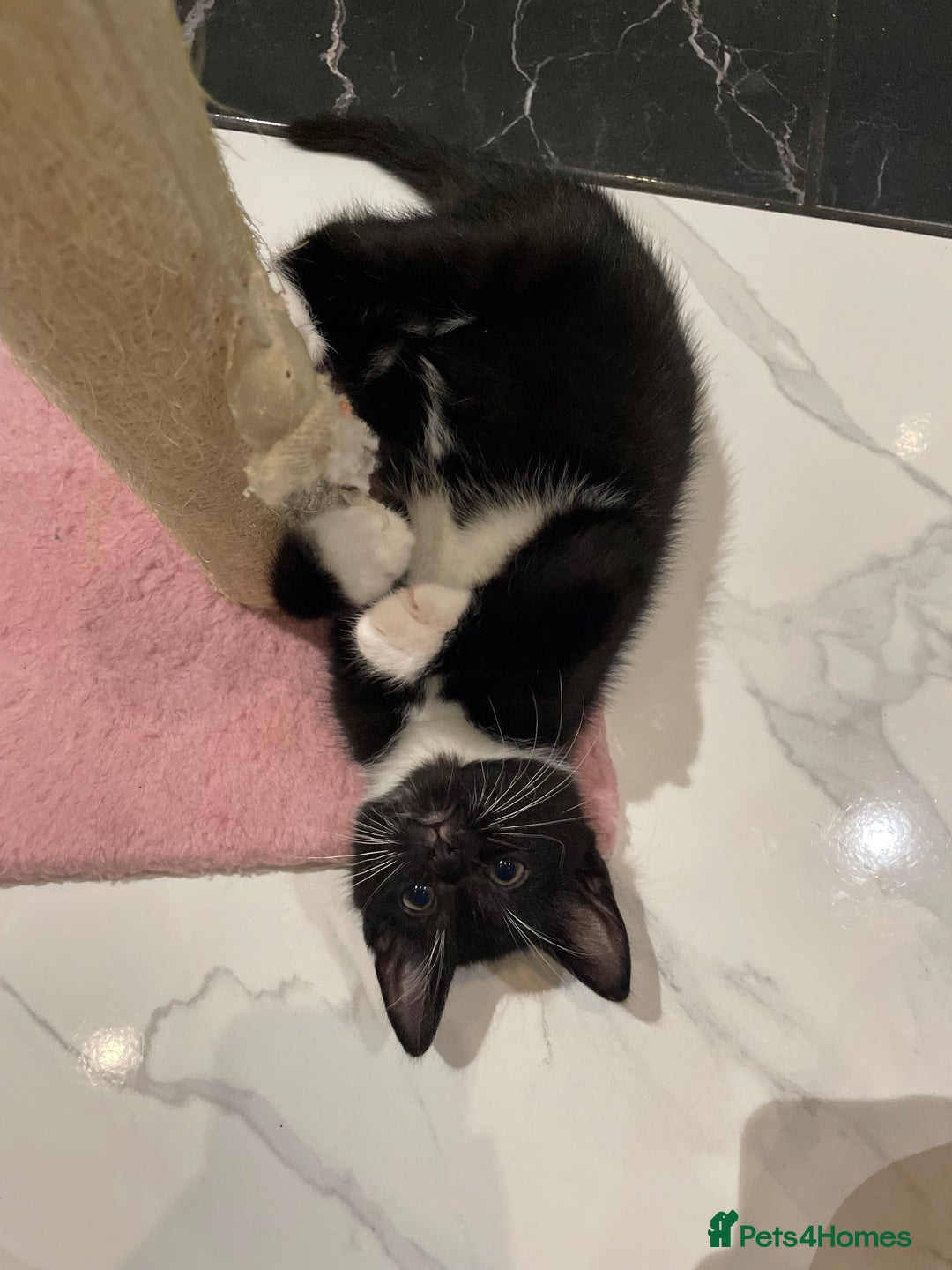 Mixed Breed cats for sale: 2 beautiful girl kittens - Image 3