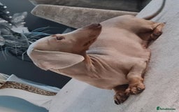 Miniature Dachshund dogs for sale: Female Isabella mini daschund  - Advert 1