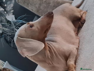 Miniature Dachshund dogs for sale: Female Isabella mini daschund - Advert 1