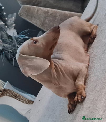 Miniature Dachshund dogs Female Isabella mini daschund - Advert 1