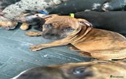 American Bulldog dogs for sale: Stunning Standard American Bulldog Puppies - Image 22