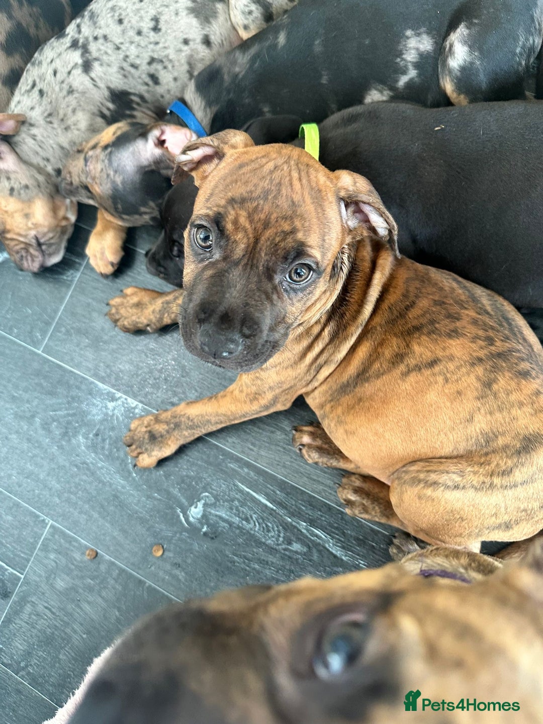 American Bulldog dogs for sale: Stunning Standard American Bulldog Puppies - Image 22