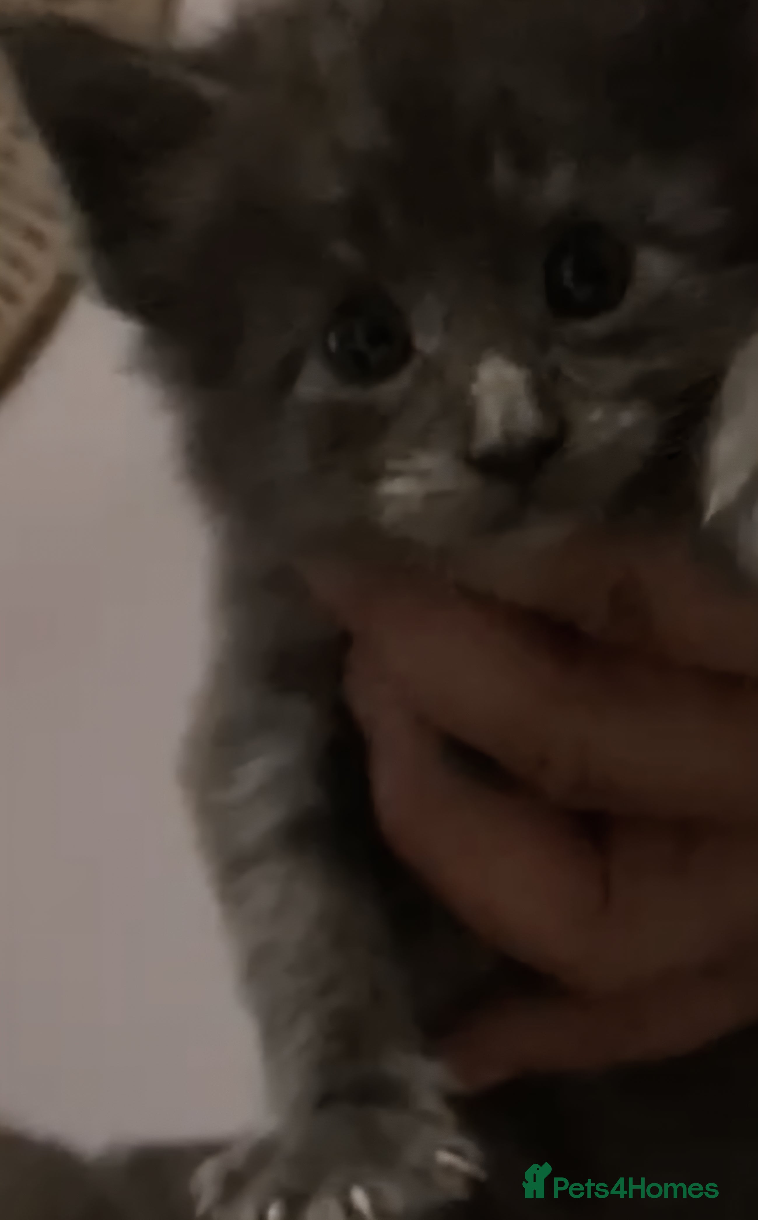 Maine Coon cats GCCF registered Blue Maine coon litter  - Advert 7