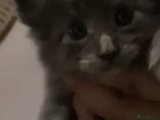 Maine Coon cats GCCF registered Blue Maine coon litter - Advert 7