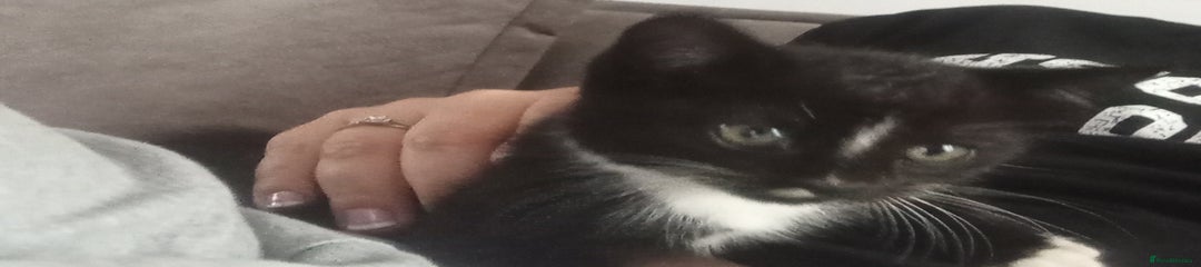 Domestic Shorthair Kitten 1