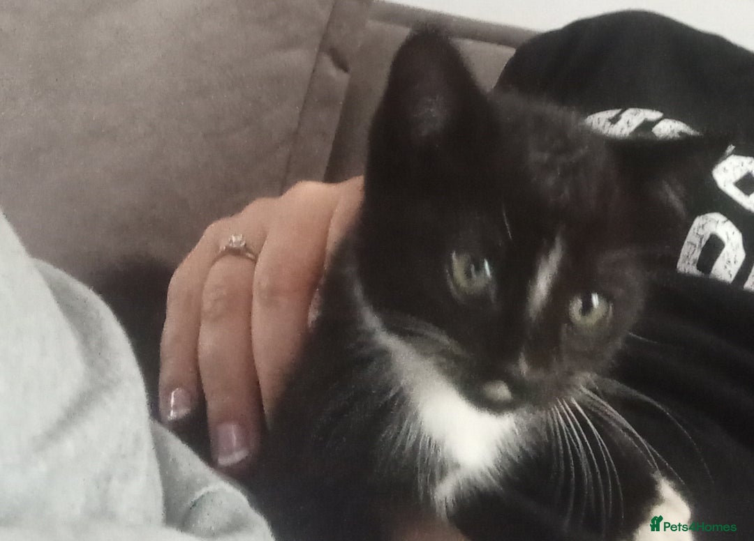 Domestic Shorthair cats for sale: 4 kittens for sale one girl and 3 boys - Image 9