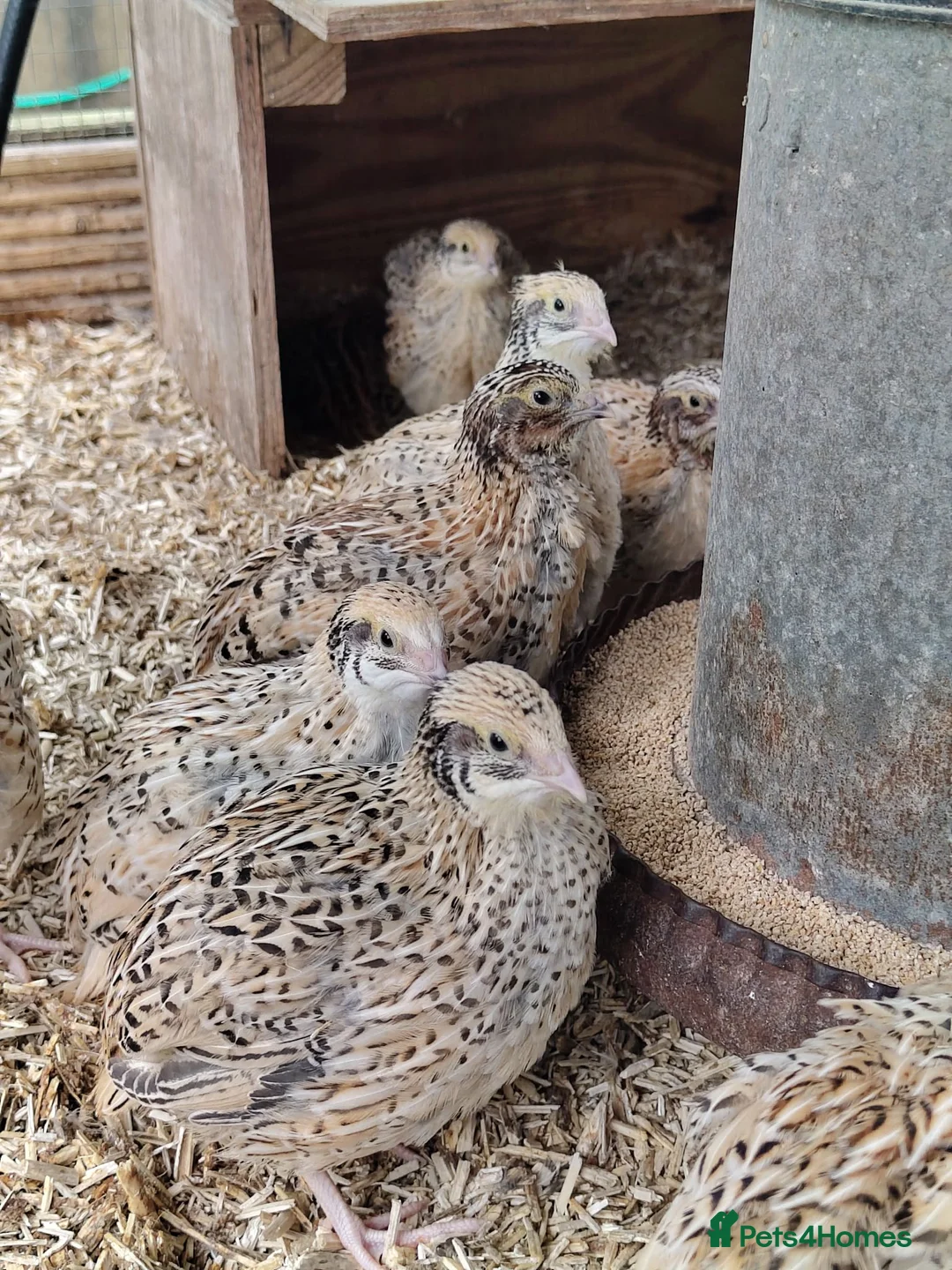 Quail poultry for sale: Quail groups for sale  - Advert 2