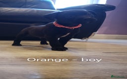 Mixed Breed dogs for sale: Ready in 11 days! 9x LABRADOR X STAFFY  - Image 9