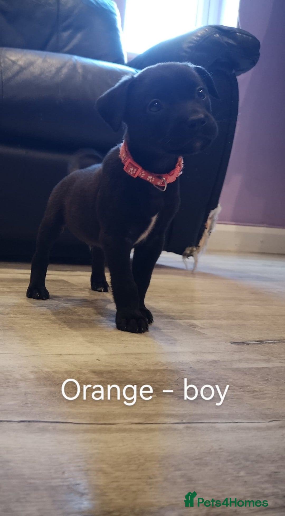 Mixed Breed dogs for sale: Ready in 11 days! 9x LABRADOR X STAFFY  - Image 9