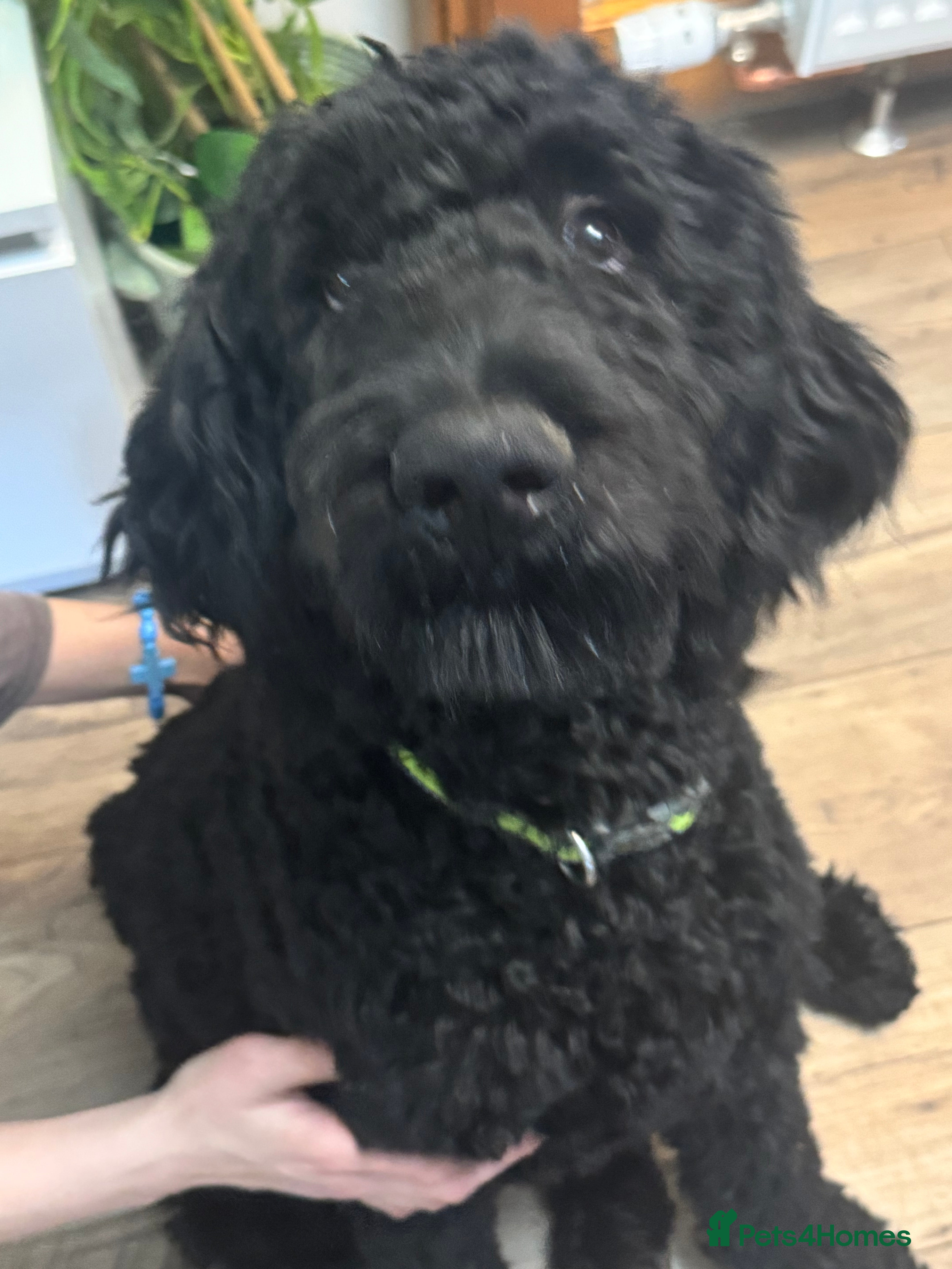 Goldendoodle dogs Golden doodle F1B stunning puppies  - Advert 1