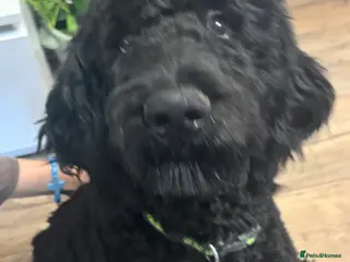 Goldendoodle dogs Golden doodle F1B stunning puppies - Advert 1