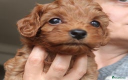 Cockapoo dogs for sale: Very unique Asian Toy Cockerpoos - Image 33