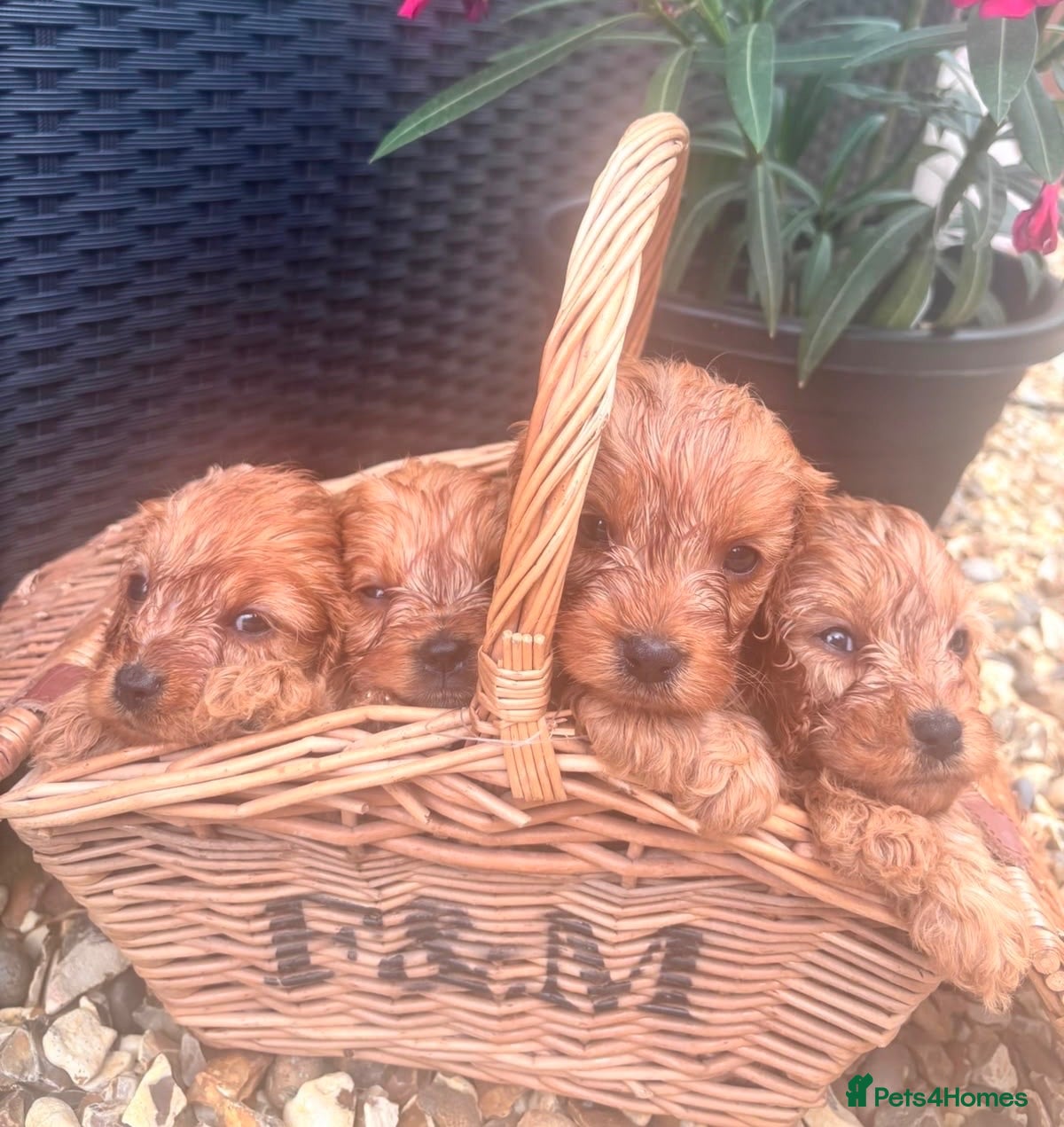 Cavapoo dogs F1 Red Cavapoo puppies - Advert 1