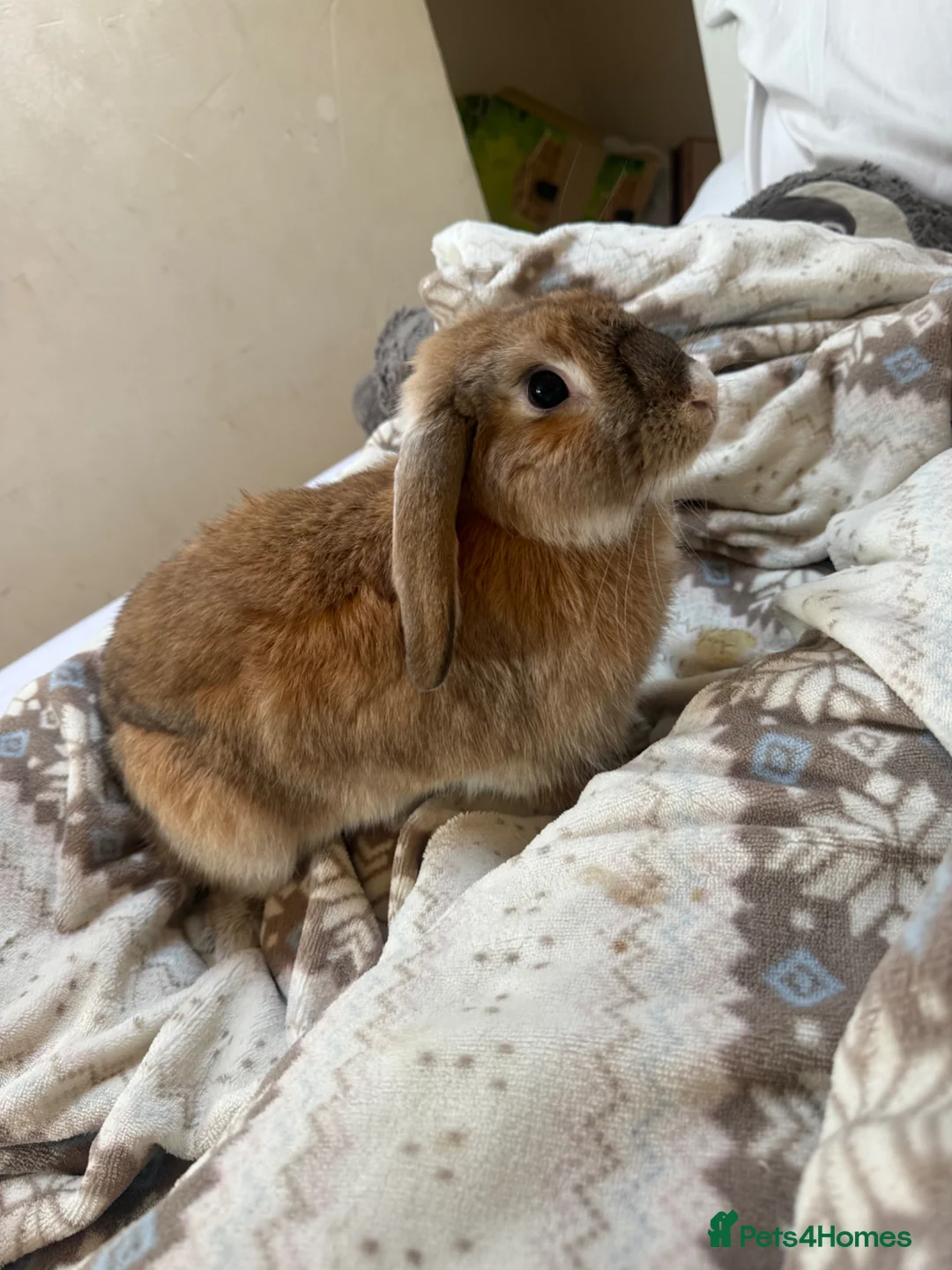 Mixed Breed rabbits for sale: Mixed bunny 7 months old very gentle in Grays - Advert 2
