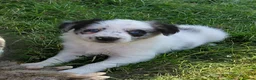 Border Collie dogs for sale: Quality fram reared border collies  - Advert 1