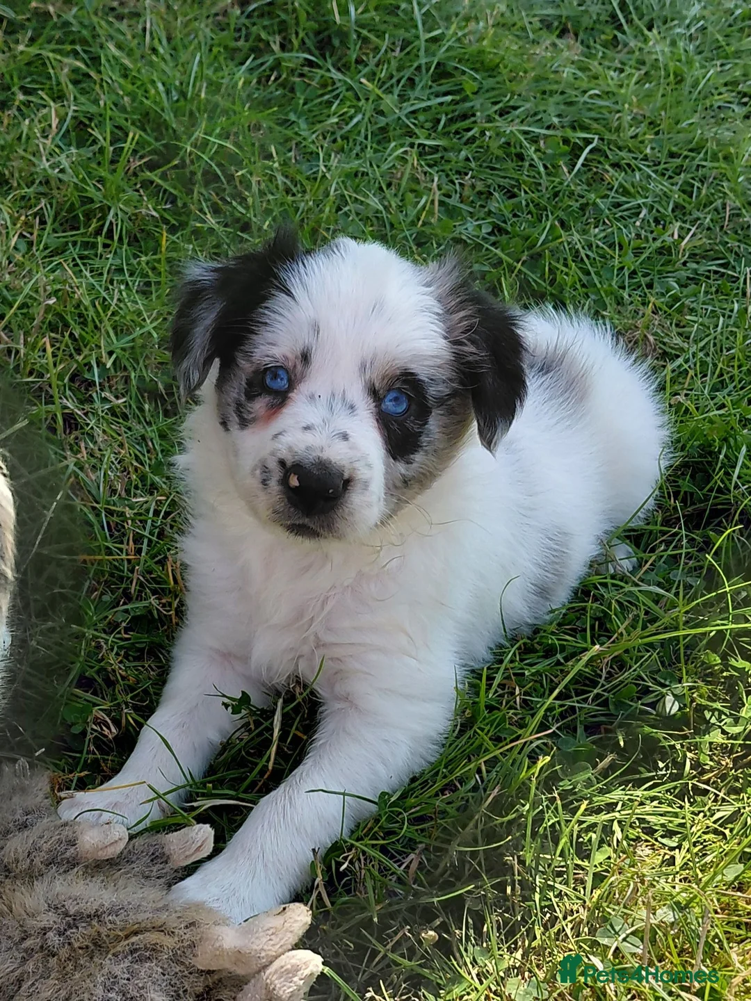 Border Collie dogs for sale: Quality fram reared border collies  - Advert 1
