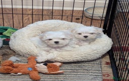 Maltese dogs for sale: Gorgeous KC pedigree Maltese puppy boy - Image 14