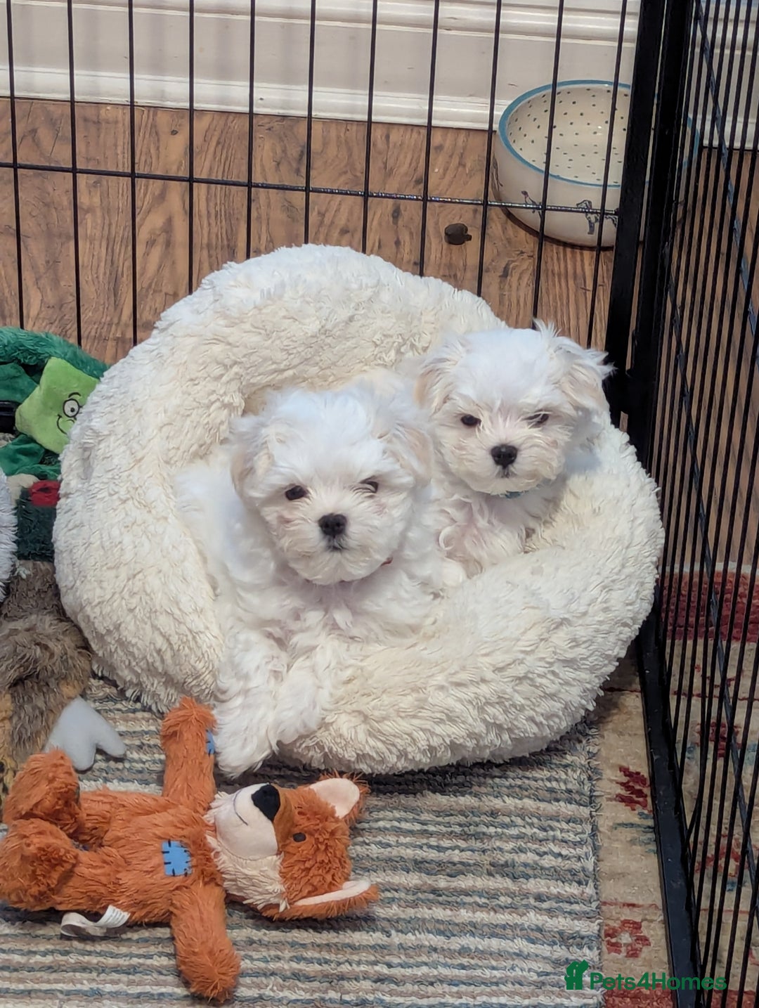 Maltese dogs for sale: Gorgeous KC pedigree Maltese puppy boy - Image 14