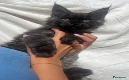 Maine Coon cats for sale: STUNNING MAINE COON SMOKE (tica activereg ) - Image 27