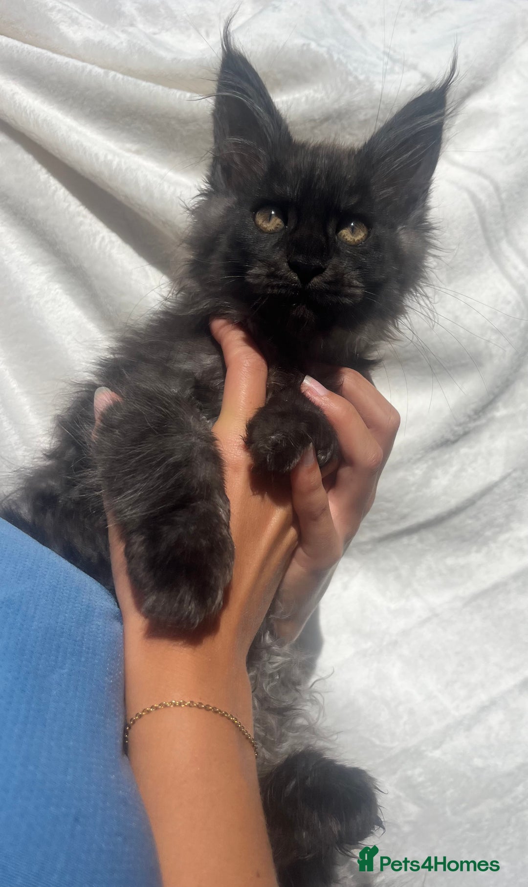 Maine Coon cats for sale: STUNNING MAINE COON SMOKE (tica activereg ) - Image 27