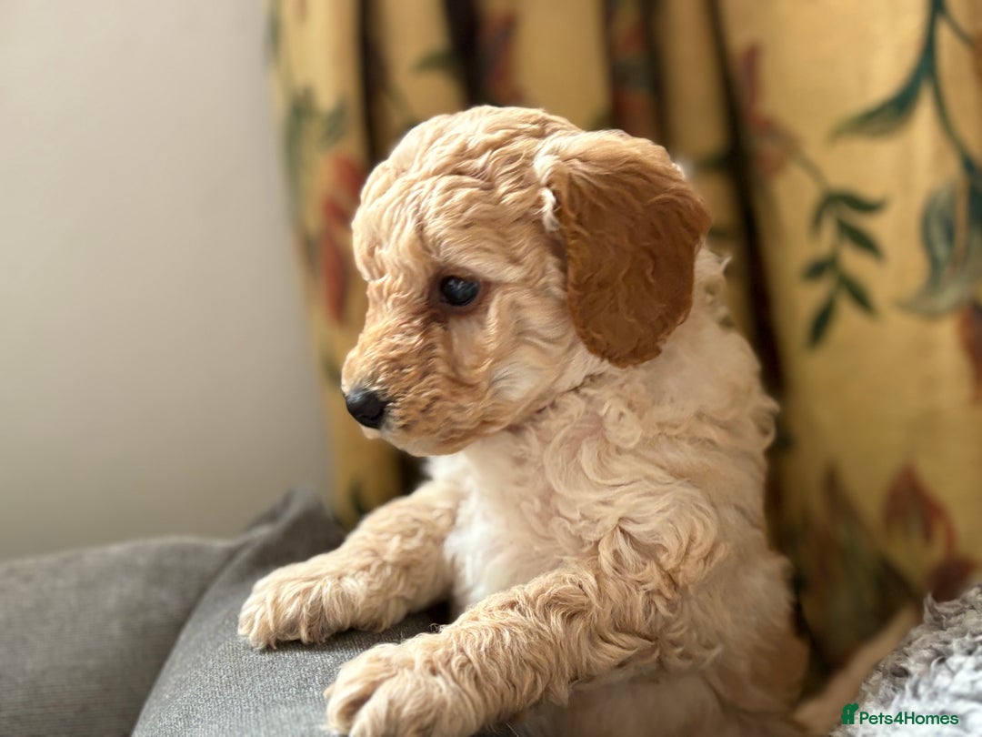Toy Poodle dogs for sale: Stunning litter of Toy Poodles - Image 1