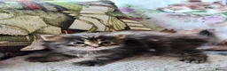 Maine Coon cats for sale: Genuine Maine Coons ready April - Advert 15