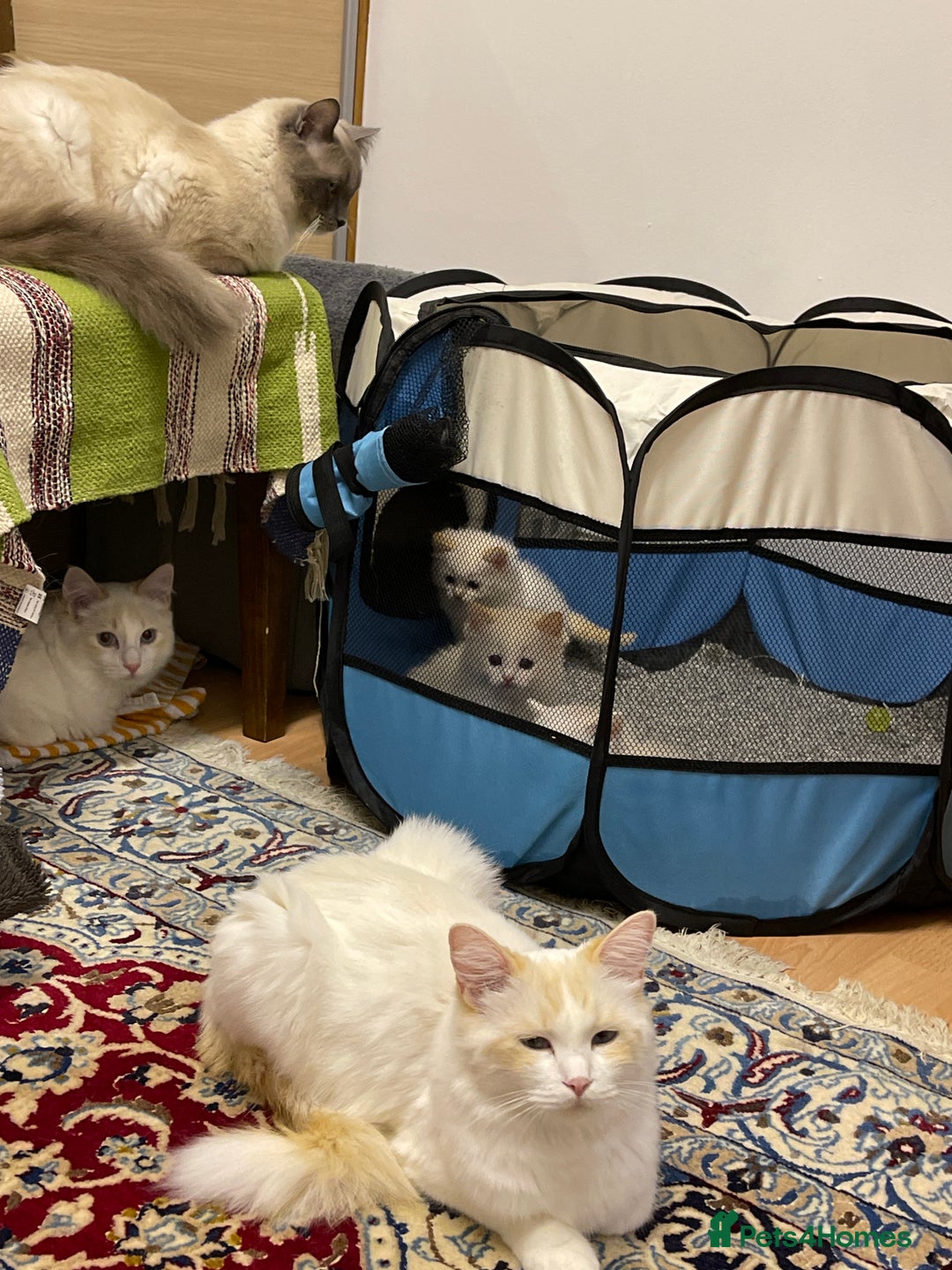 Ragdoll cats for sale: DoB:18/7/25& 14/11/25 Ragdoll Kittens Purebred - Advert 25